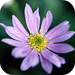 Beautiful Flowers